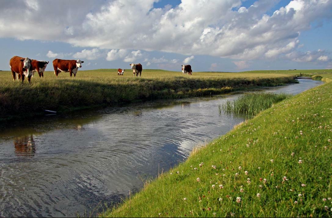 Wattengebiet Entdeckungsreise Tzummarum Exterior foto
